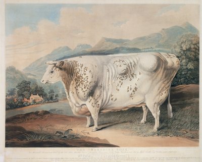La Rose du Yorkshire, gravée par C. Turner, 1838 - G. after Horner