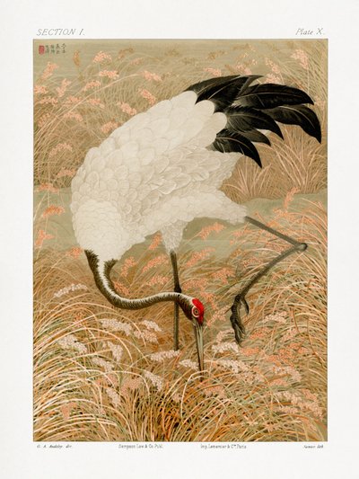 Grue de Sarus dans une rizière - G.a. Audsley