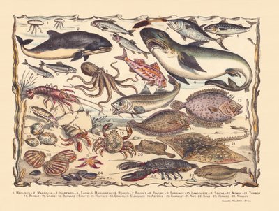 Page 16 : Méduses, marsouin, hareng, thon, maquereau, requin, mulet, poulpe, sardines, homard, seiche, morue, turbot, barbe, crabe, bernard-l