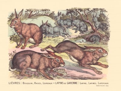 Page 12 : Lièvres : livre, lièvres, lèvres Lapins de garenne : lapins, lapins, lapins - Gabriel Gostiaux