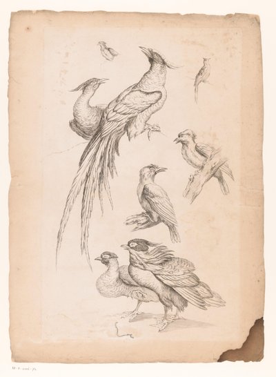 Huit oiseaux chinois, dont peut-être des oiseaux de paradis (Livre des différentes espèces d