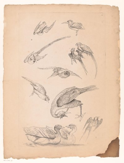 Onze oiseaux chinois, dont des canards et des perroquets (série Verschillende Chinese vogels, Livre des différentes espèces d