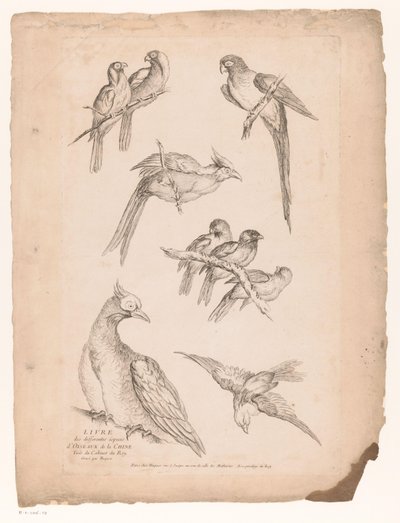 Neuf oiseaux chinois - Gabriel Huquier (attributed to)