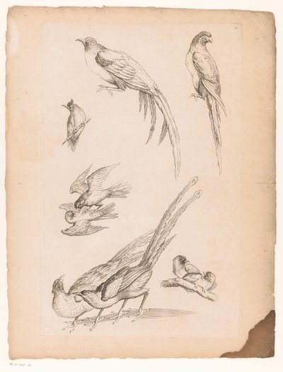 Negen Chinese vogels - Gabriel Huquier (attributed to)