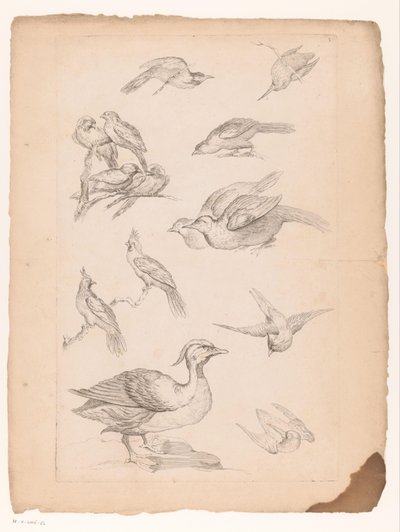 Quatorze oiseaux chinois, y compris des canards et des martins-pêcheurs - Gabriel Huquier (attributed to)