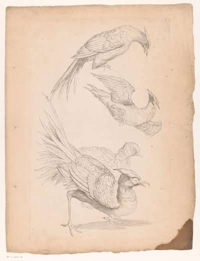 Quatre oiseaux chinois, peut-être des oiseaux de paradis
Différents oiseaux chinois (titre de la série)
Livre des différentes espèces d