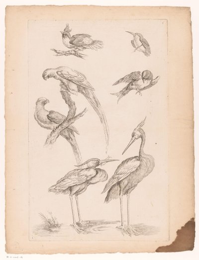 Sept oiseaux chinois, y compris des hérons et des perroquets - Gabriel Huquier (attributed to)