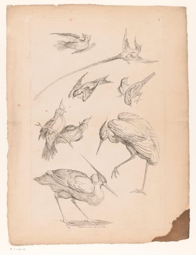 Neuf oiseaux chinois, dont un héron et peut-être des oiseaux de paradis - Gabriel Huquier