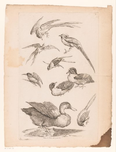 Neuf oiseaux chinois, y compris des canards, un martin-pêcheur et peut-être des oiseaux de paradis (série Différents oiseaux chinois, Livre des différentes espèces d