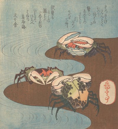Crabes près du bord de l