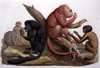 Singes d