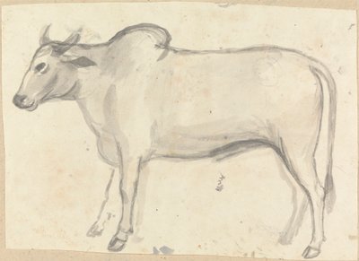 Un bœuf - Gangaram Chintaman Tambat