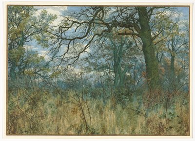 Arbres et sous-bois - Garden William Fraser