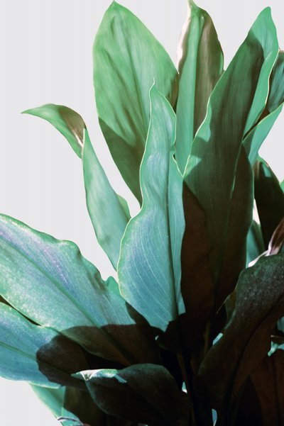 Plante verte tropicale - Gemma Bardot