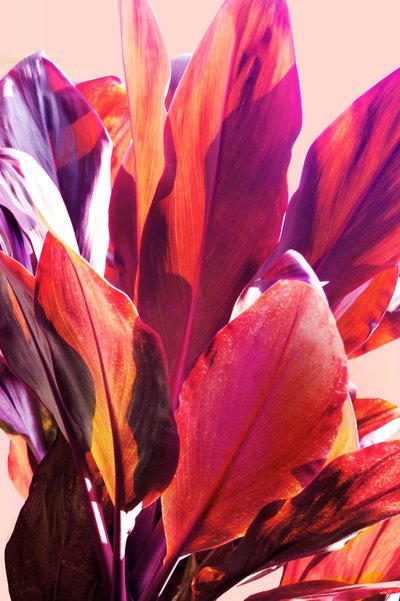 Feuilles tropicales aux couleurs vives - Gemma Bardot