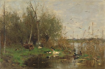 Canards à côté d