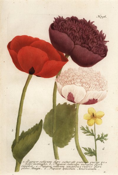 Variétés de pavot à opium, Papaver somniferum, et Anemone mexicana - Georg Dionysius (after) Ehret