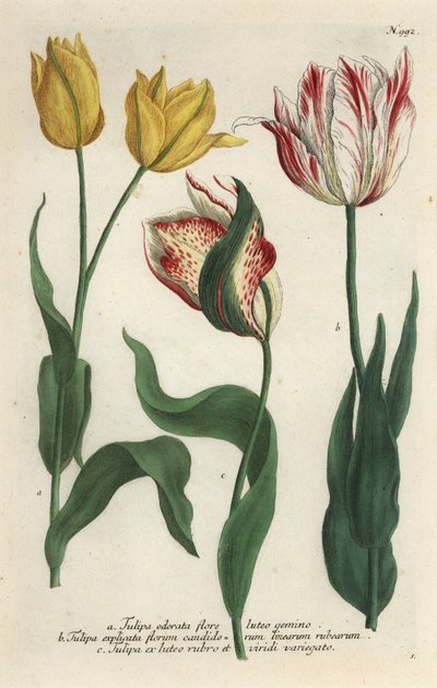 Variétés de tulipe, Tulipa gesneriana - Georg Dionysius (after) Ehret