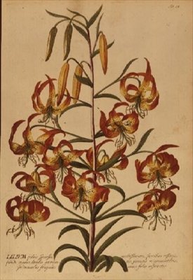 Lys turban américain de 
