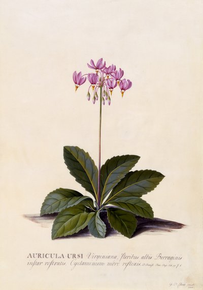 Aricula ursi, étoile filante, vers 1744 - Georg Dionysius Ehret