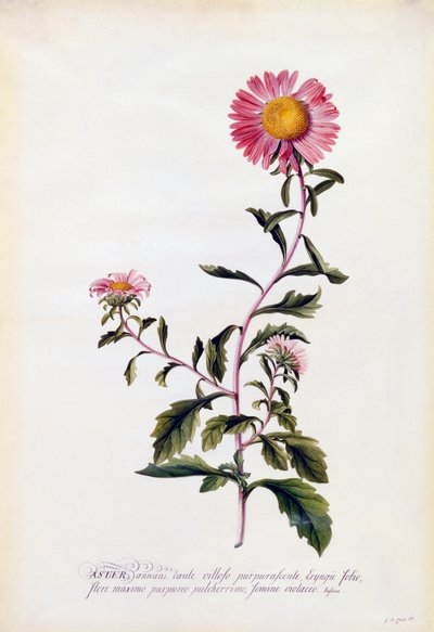 Aster, vers 1743 gravure colorée à la main - "Georg Dionysius Ehret