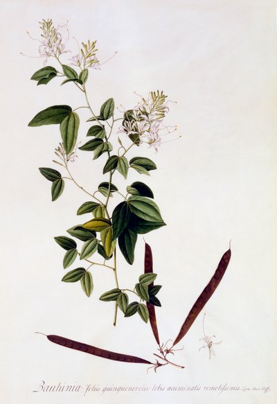Bauhinia, vers 1745 gravure coloriée à la main - "Georg Dionysius Ehret