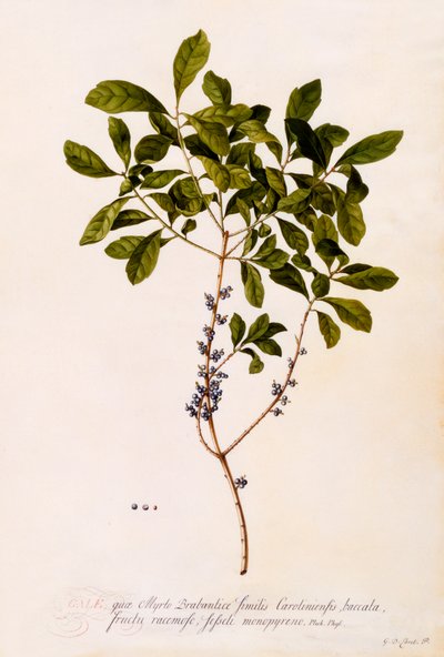 Baie ou myrte - "Georg Dionysius Ehret