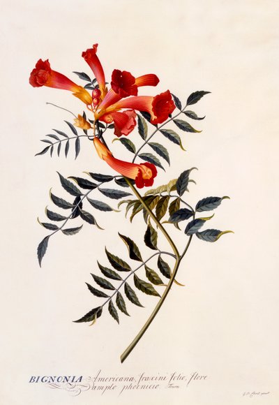 Bignonia Americana - "Georg Dionysius Ehret