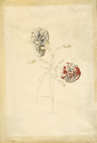 Œillets - Georg Dionysius Ehret