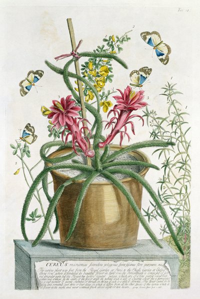 Cereus Minimus, vers 1745 - Georg Dionysius Ehret