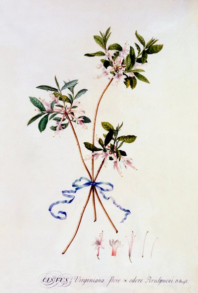 Cistus Virginiana, c. 1743 gravure coloriée à la main - "Georg Dionysius Ehret