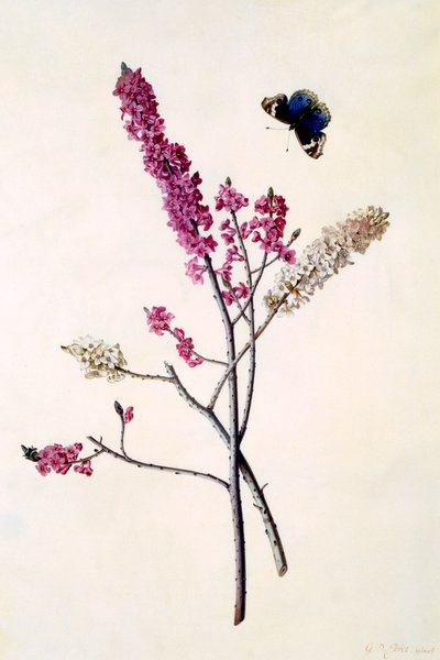 Daphne Mezereum avec papillon, vers 1740 gravure coloriée à la main - "Georg Dionysius Ehret