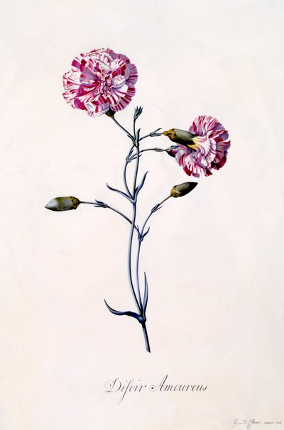 Difor Amourius Œillet, vers 1745 gravure colorée à la main - "Georg Dionysius Ehret