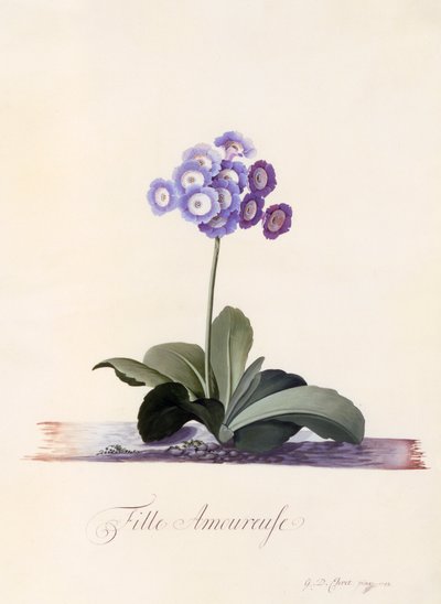 Primevère auricule Fille Amoureuse, c. 1743 gravure colorée à la main - "Georg Dionysius Ehret