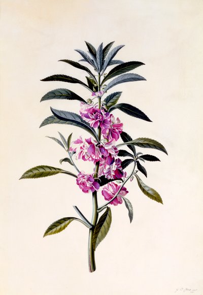 Balsamine de jardin, vers 1746, gravure coloriée à la main - "Georg Dionysius Ehret