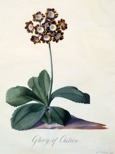 Gloire de Chilton vers 1745 gravure colorée à la main - "Georg Dionysius Ehret