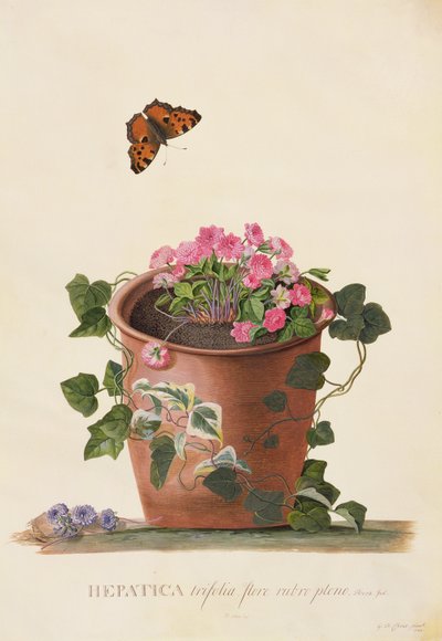 Hépatique trifolia (Nobilis), 1745 - Georg Dionysius Ehret