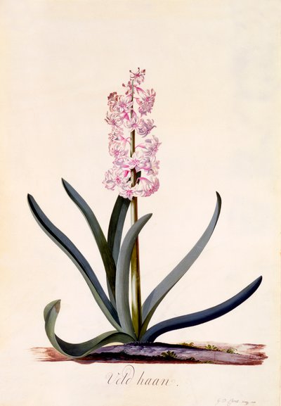Jacinthe 