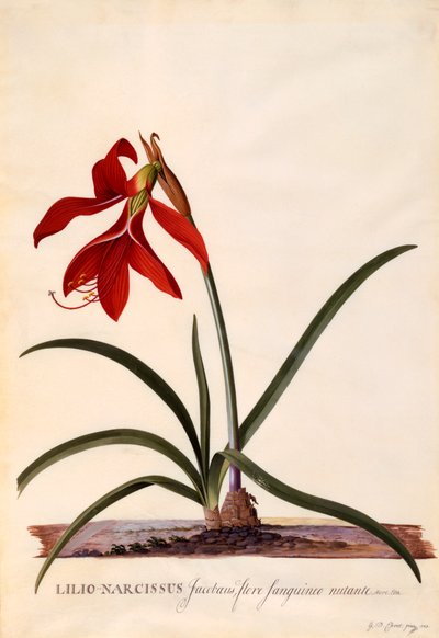 Lilio-Narcissus Jaobean Lily, vers 1743 gravure colorée à la main - "Georg Dionysius Ehret