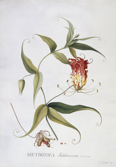 Methonica - Georg Dionysius Ehret