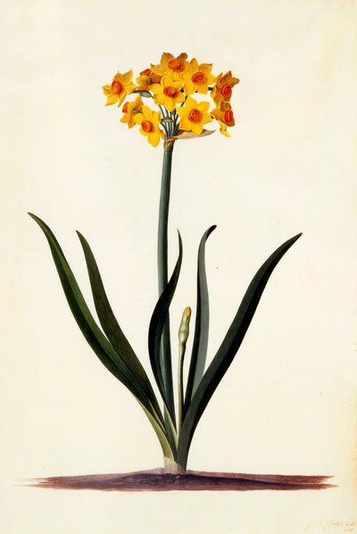 Narcisse - "Georg Dionysius Ehret