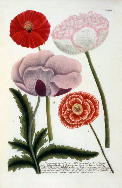 Papaver, gravure colorée à la main, 1737 - "Georg Dionysius Ehret