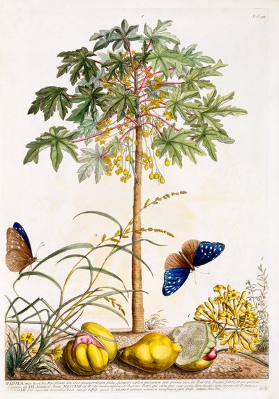 Papaye, vers 1748 gravure colorée à la main - "Georg Dionysius Ehret