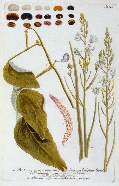 Phalangium - "Georg Dionysius Ehret