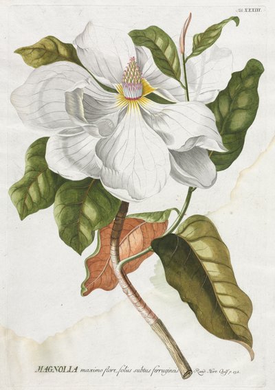 Plantae Selectae : No. 33 - Magnolia - Georg Dionysius Ehret
