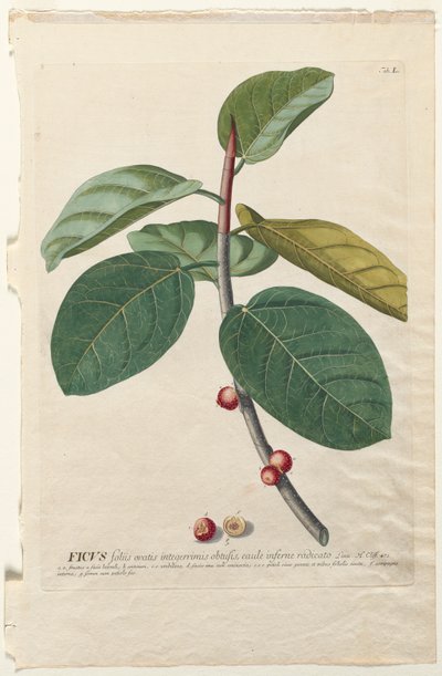 Plantae Selectae: No. 50 - Ficus - Georg Dionysius Ehret