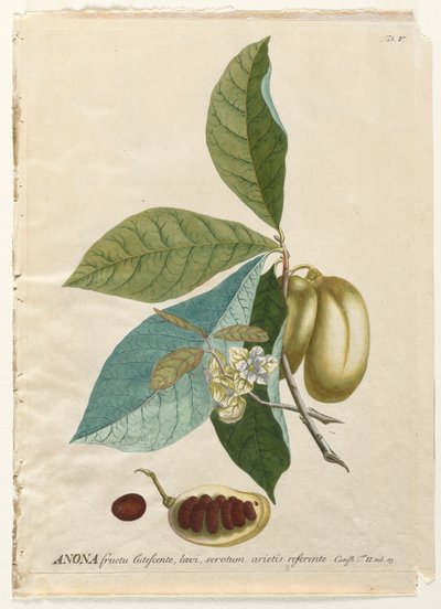 Plantae Selectae : No. 5 - Anona - Georg Dionysius Ehret