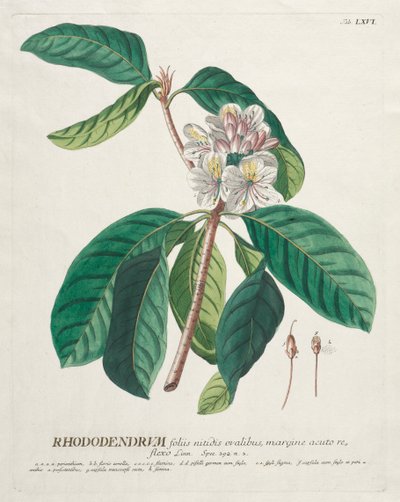 Plantae Selectae : No. 66 - Rhododendron - Georg Dionysius Ehret