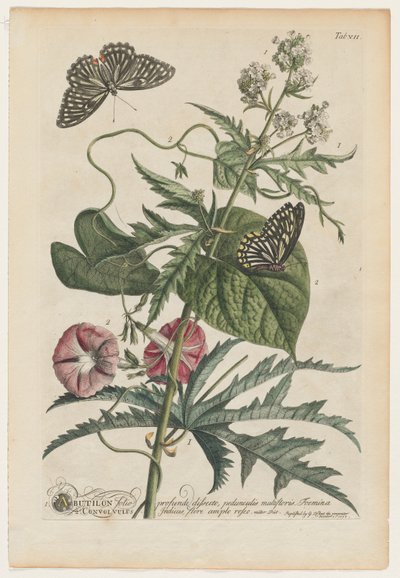 Plantae et papiliones rariores : No. 7, 1748 - Georg Dionysius Ehret