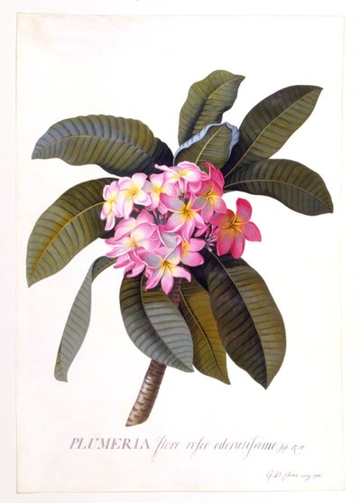 Plumeria, vers 1744, gravure coloriée à la main - "Georg Dionysius Ehret